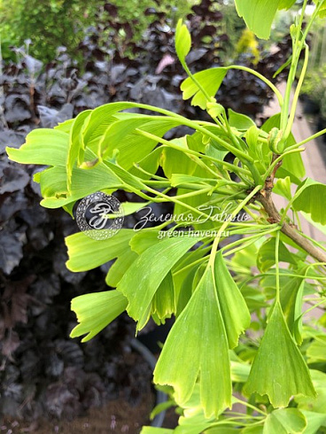 Гинкго билоба Саратога (Ginkgo biloba Saratoga) — саженец в садовом центре Зелёная Гавань, Мытищи