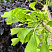 Гинкго билоба Саратога (Ginkgo biloba Saratoga) — саженец в садовом центре Зелёная Гавань, Мытищи