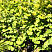 инкго билоба Глобус (Ginkgo biloba Globus)