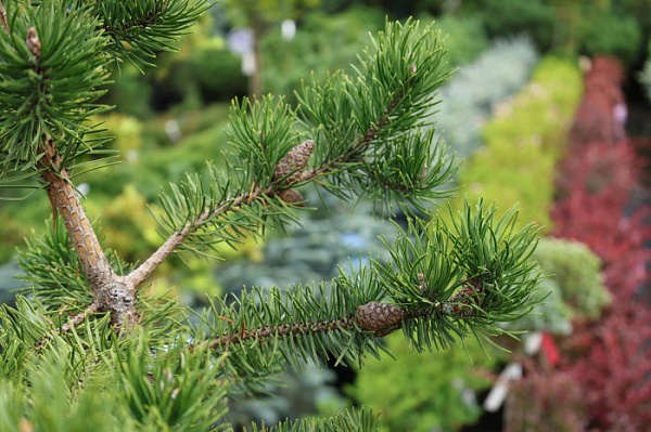 Сосна Банкса (Pinus banksiana) — саженец в садовом центре Зелёная Гавань, Мытищи