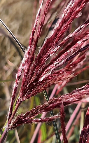 Мискантус китайский Ред Чиф (Miscanthus sinensis Red Chief)