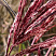 Мискантус китайский Ред Чиф (Miscanthus sinensis Red Chief)
