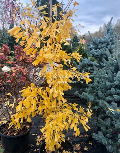 Гинкго билоба Саратога (Ginkgo biloba Saratoga) — саженец в садовом центре Зелёная Гавань, Мытищи
