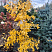 Гинкго билоба Саратога (Ginkgo biloba Saratoga) — саженец в садовом центре Зелёная Гавань, Мытищи
