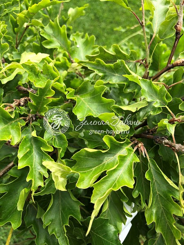 Бук лесной Рохан Грин Випинг (Fagus sylvatica Rohans Green Weeping) — саженец в садовом центре Зелёная Гавань, Мытищи